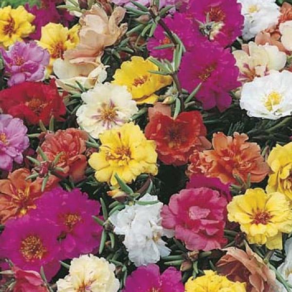 Portulaca Double Mixed Seed