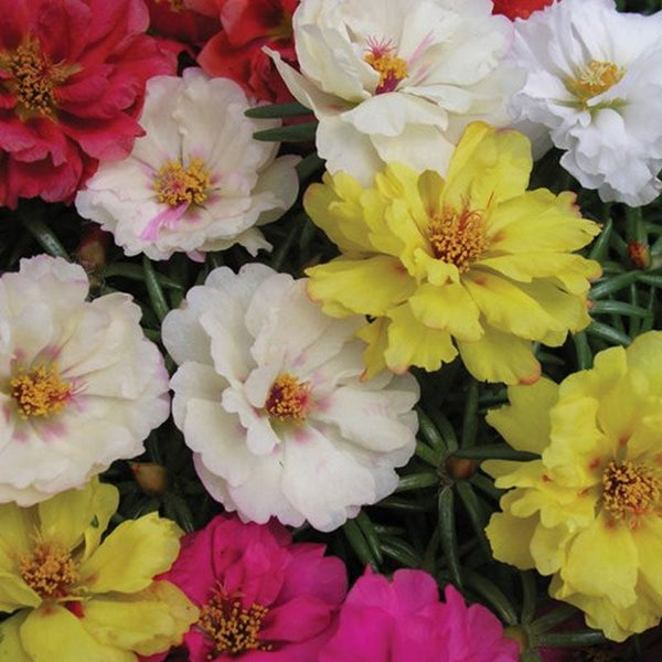 Portulaca Mix Flower Punnet
