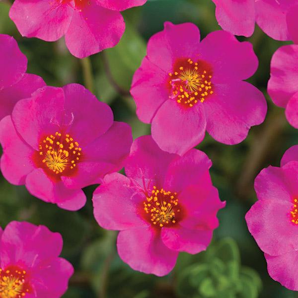 Portulaca Pizzaz Fuchsia - 12cm