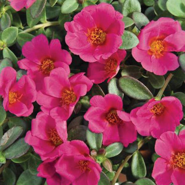 Portulaca Pizzaz Grape Jelly - 12cm