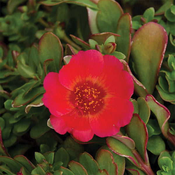 Portulaca Pizzaz Red Glow - 12cm
