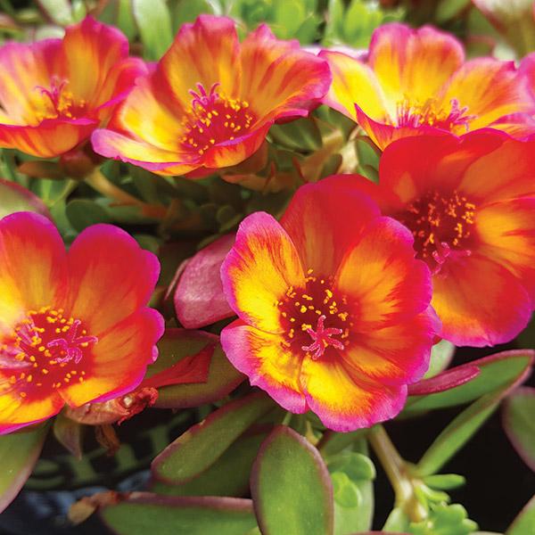 Portulaca Pizzazz Sunset - 12cm