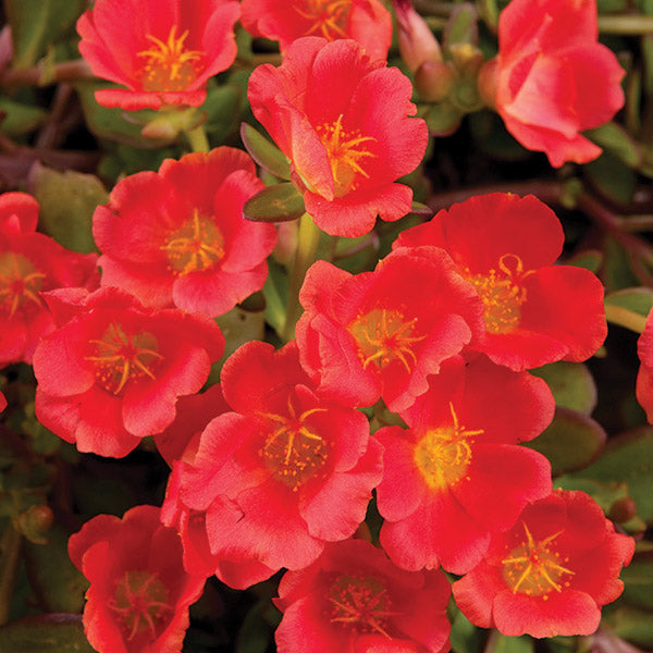 Portulaca Pizzaz Tangerine - 12cm