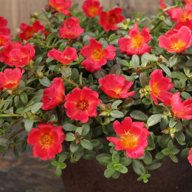 Portulaca Scarlet Punnet