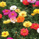 Portulaca Sundancer