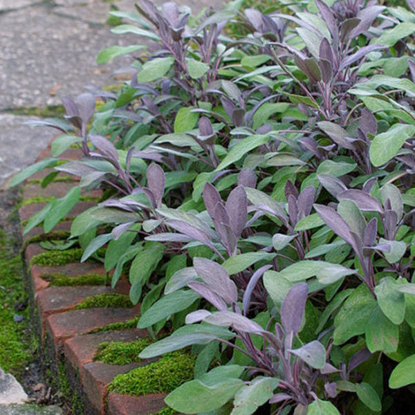 Sage Purple  - 10CM