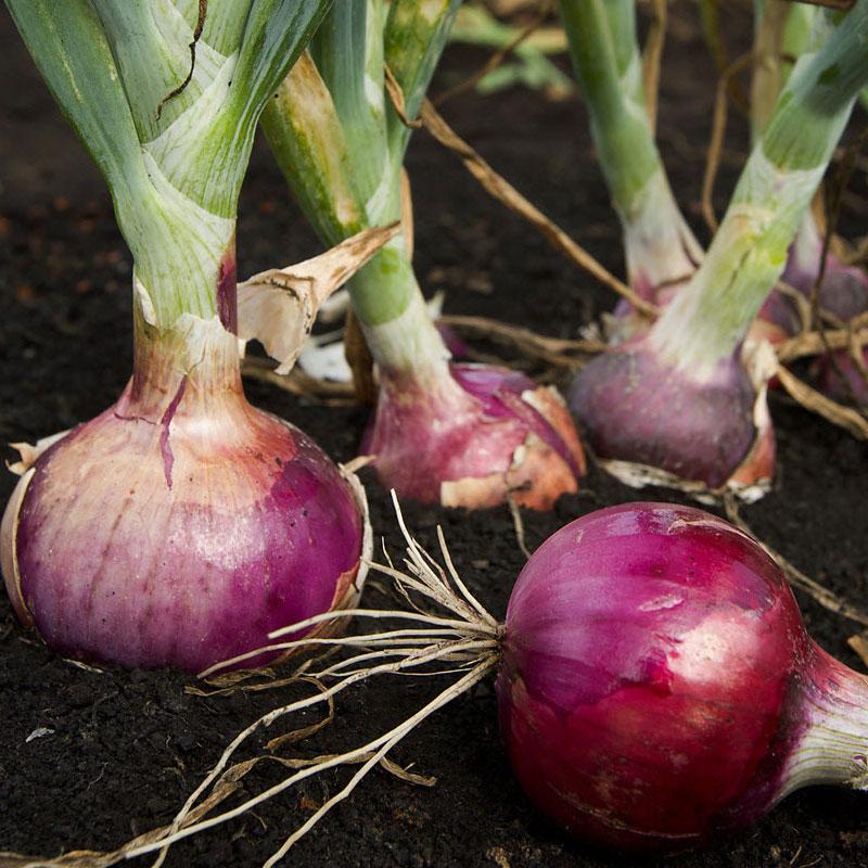 Red Onion Vegetable Punnet