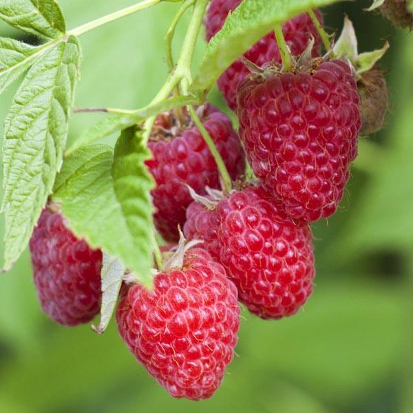 Raspberry Tulameen - 3L