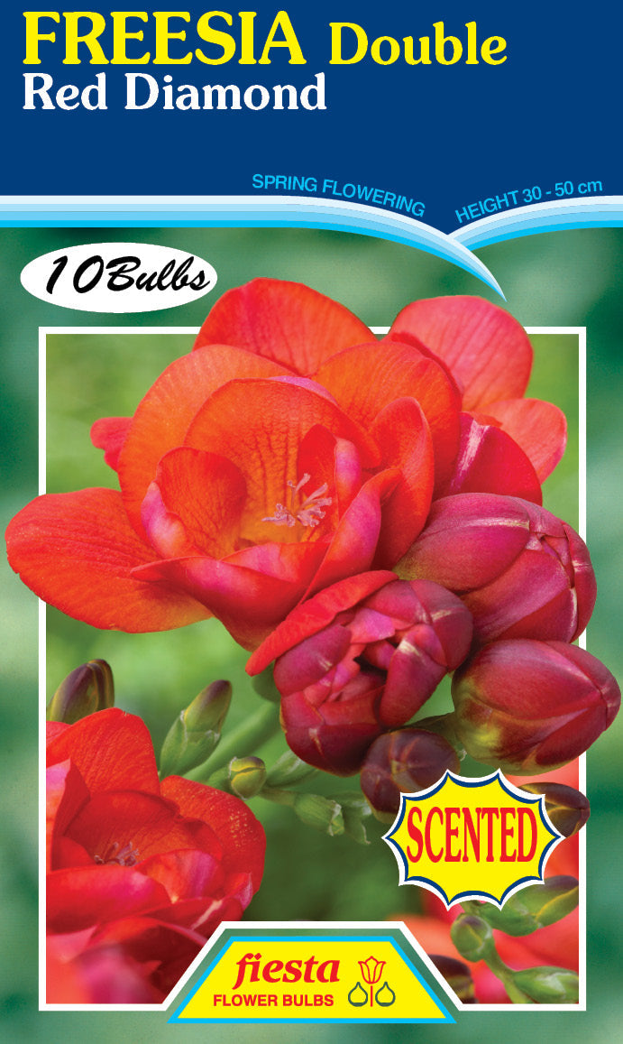 Freesia Double Red Diamond 10PK