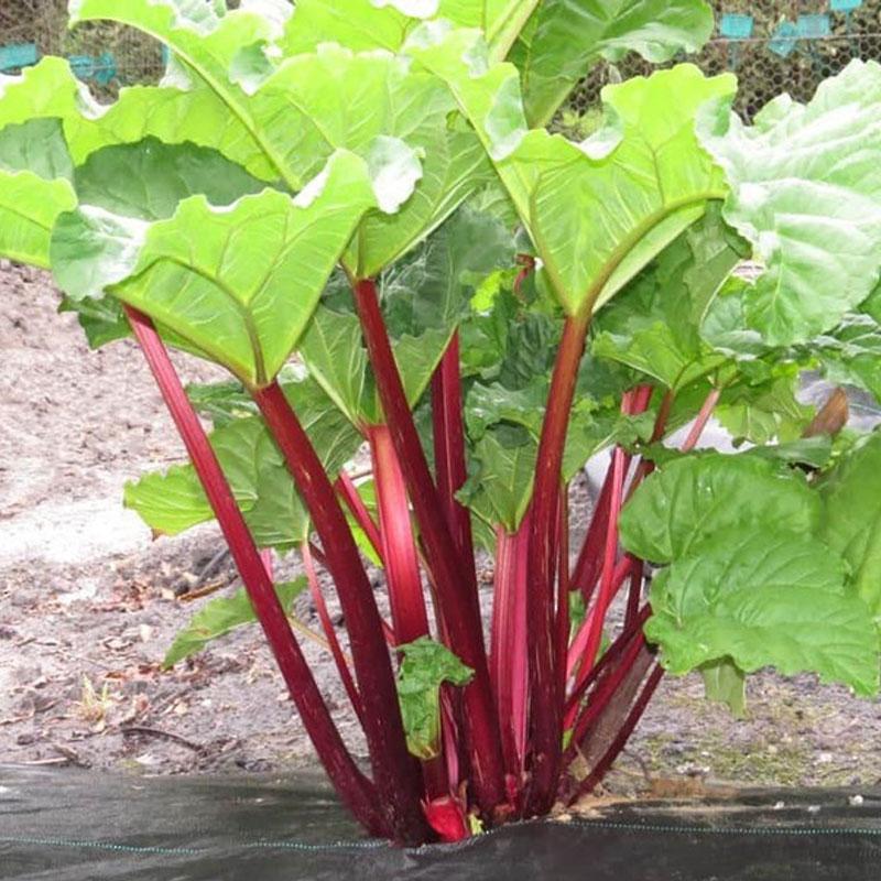 Rhubarb Red Cherry - 10CM