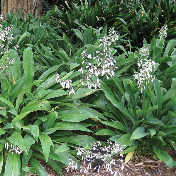 Native Rock Lily (Rengarenga)