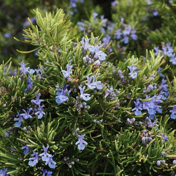 Rosemary Spreading  - 10CM