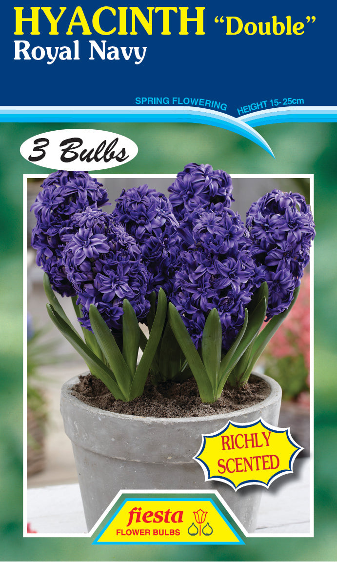 Hyacinth Double Royal Navy 3PK