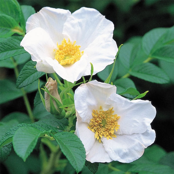 Rugosa Alba