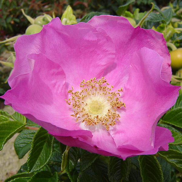 Rugosa Rubra