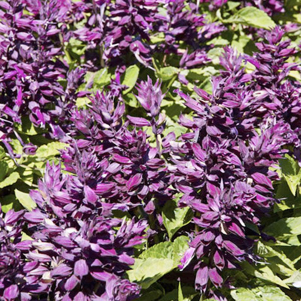 Salvia Salsa Deep Purple Flower Punnet