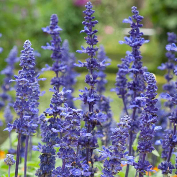 Salvia Farinacea Victoria Blue Flower Punnet