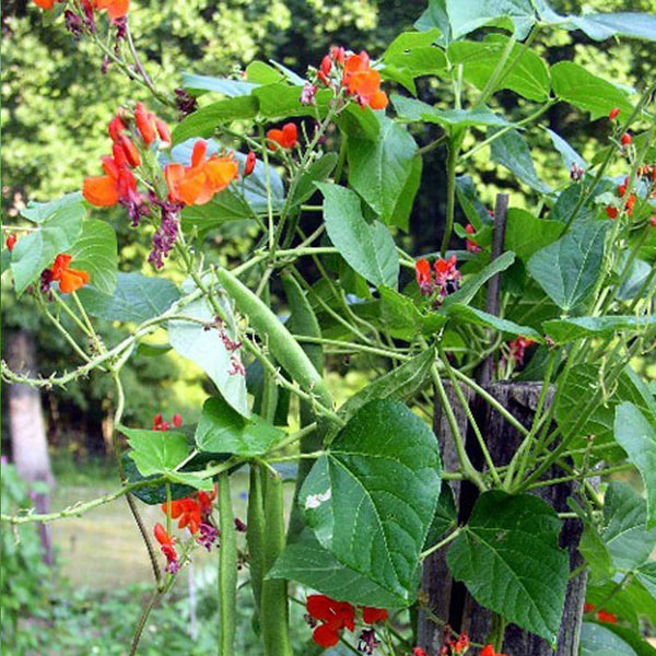 Scarlet Runner Bean Vegetable Punnet