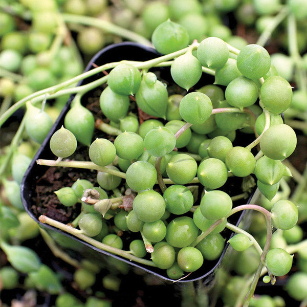 Senecio Rowleyanus String Of Pearl 15CM