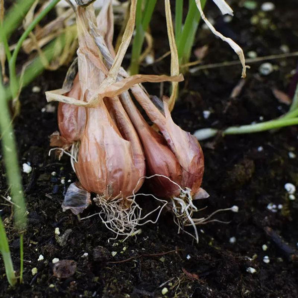 Shallots Vegetable Punnet