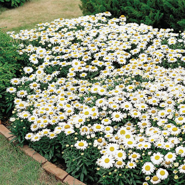 Shasta Daisy Snow Lady Flower Punnet