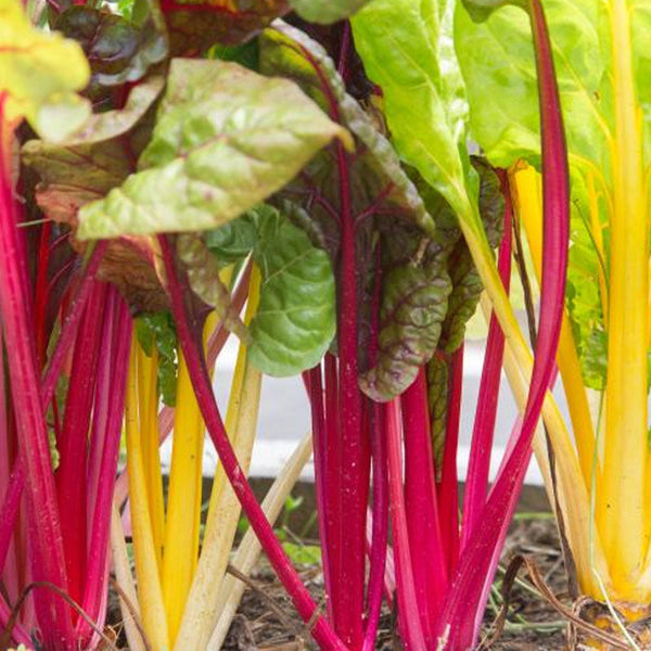 Silverbeet Bright Lights Vegetable Punnet