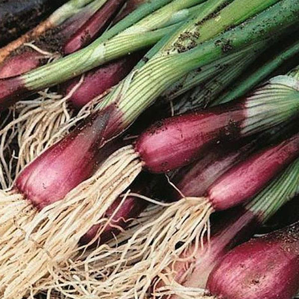 Spring Onion Crimson Vegetable Punnet