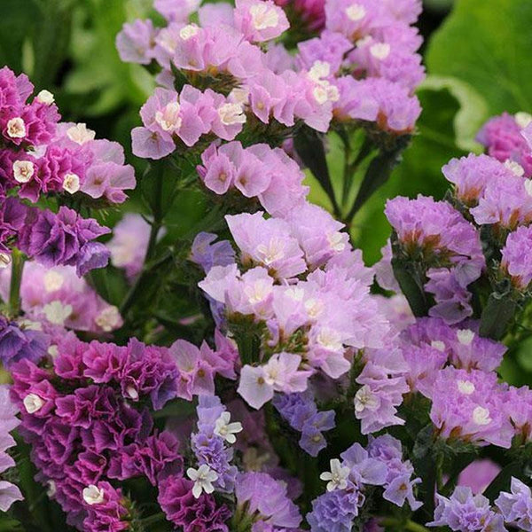 Statice Soft Pastel Shades Flower Punnet