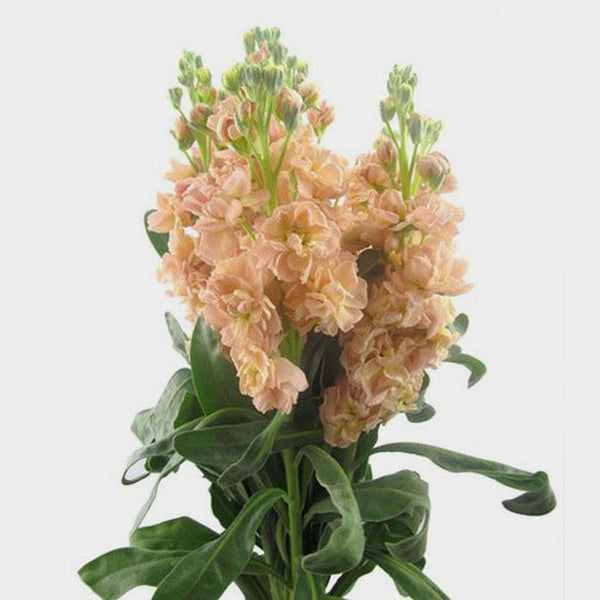 Stock Peach Flower Punnet