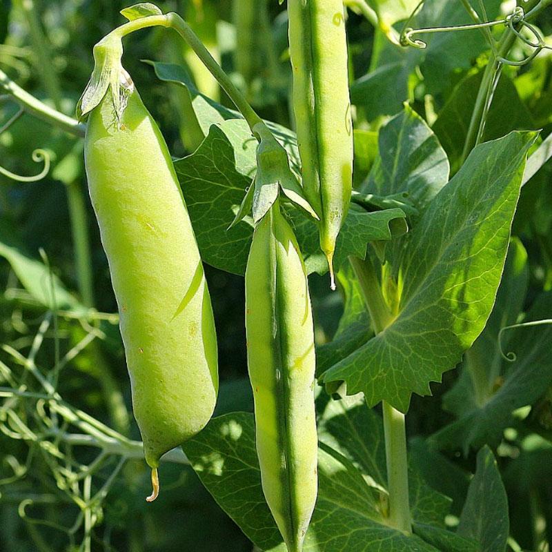 Sugar Snap Peas Vegetable Punnet