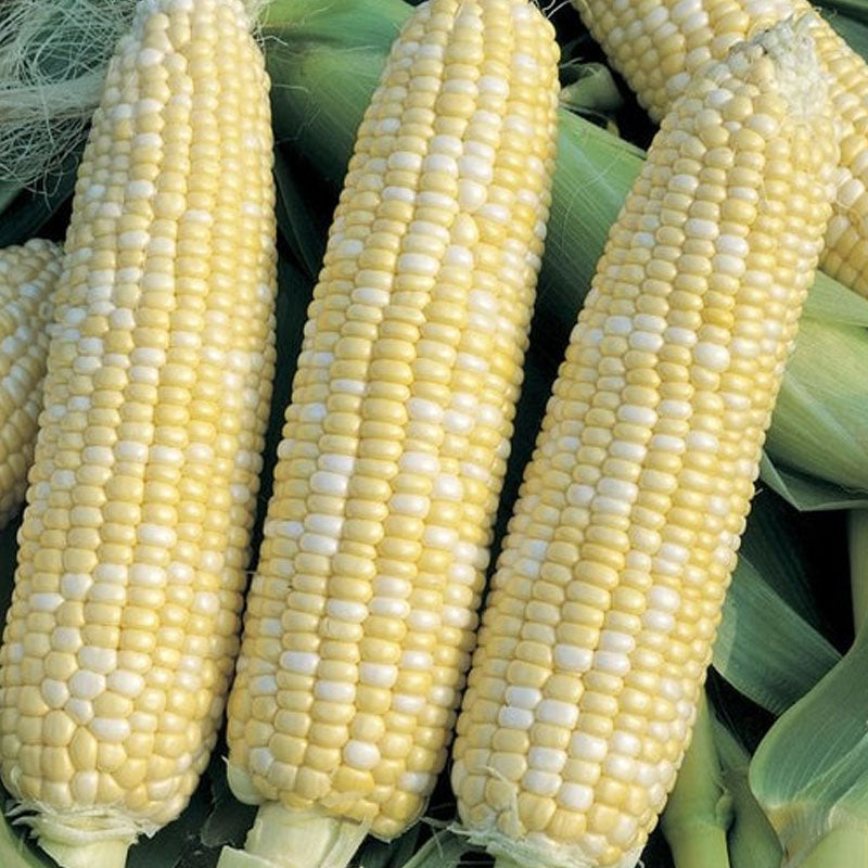 Sweet Corn Gold and Pearl Vegetable Punnet