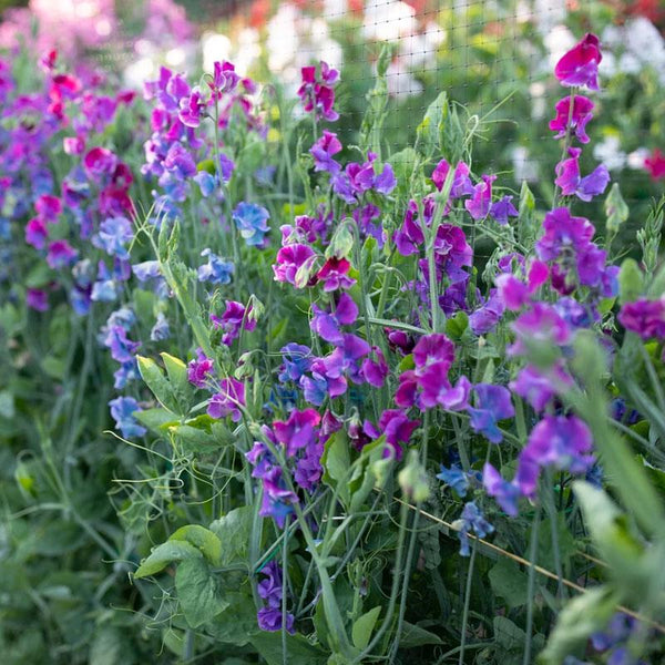 Sweet Pea Blue Shift Flower Punnet