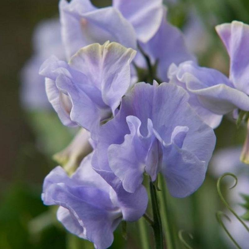 Sweet Pea Burlesque Flower Punnet