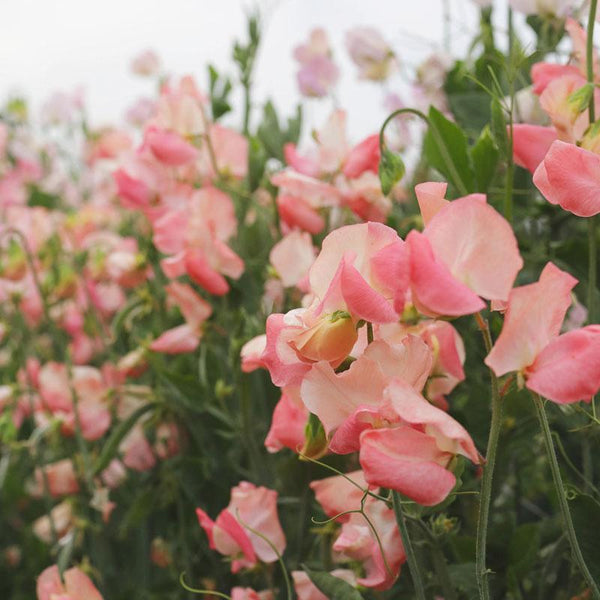 Sweet Pea Candy Floss Flower Punnet