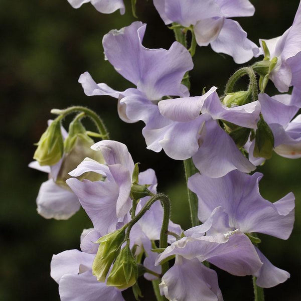 Sweet Pea Chelsea Centenary Flower Punnet