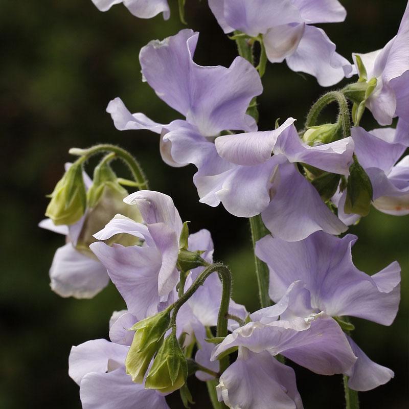 Sweet Pea Chelsea Centenary Flower Punnet