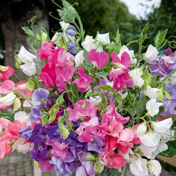 Sweet Pea Dwarf Mix Flower Punnet