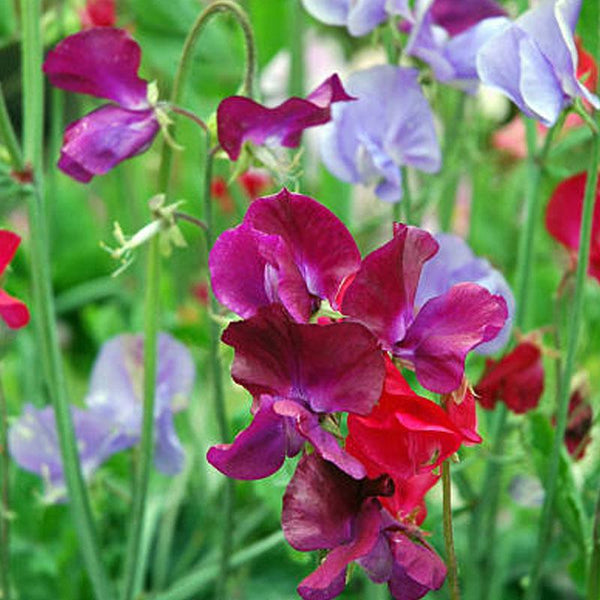 Sweet Pea Fragrant Beauty Flower Punnet
