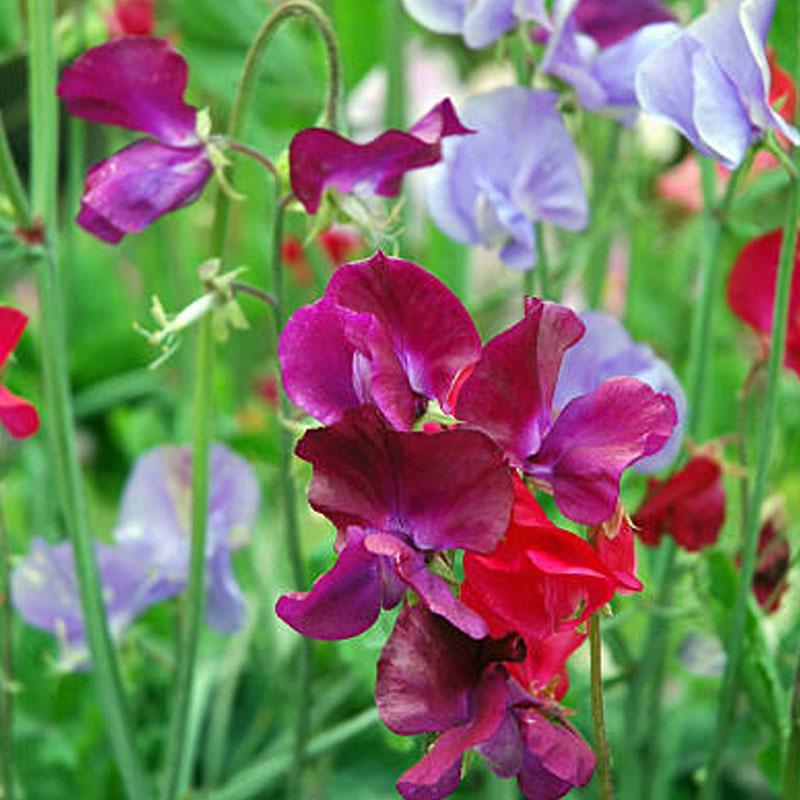 Sweet Pea Fragrant Beauty Flower Punnet