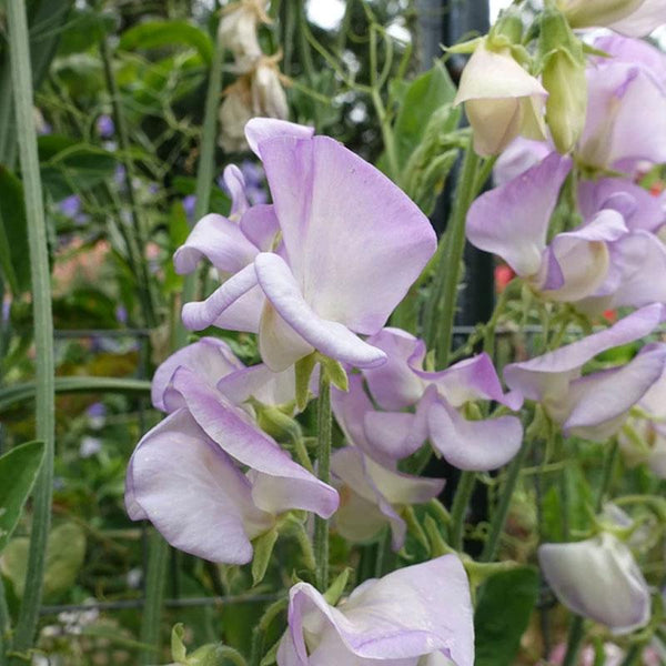 Sweet Pea High Scent Flower Punnet