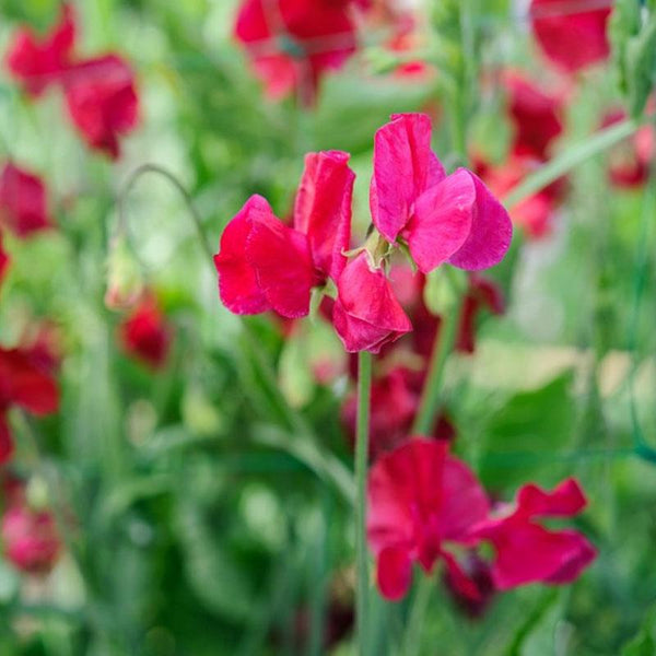 Sweet Pea Lipstick Flower Punnet