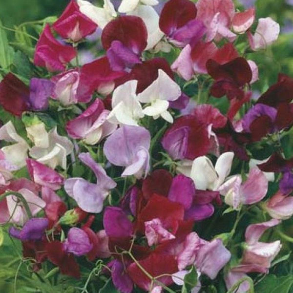 Sweet Pea Parfumiere Mix Flower Punnet