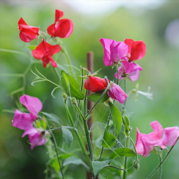 Sweet Pea Tall Mix Flower Punnet