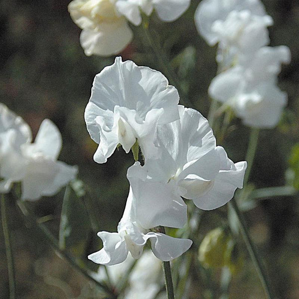Sweet Pea Unwins Royal Wedding Flower Punnet