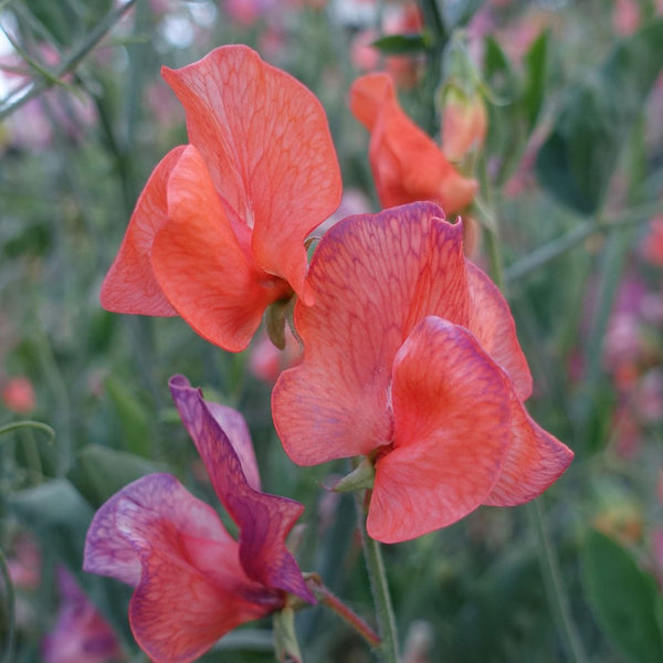 Sweet Pea Blue Vein Flower Punnet