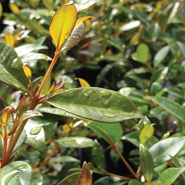 Syzygium Amber Glow - 1.9L