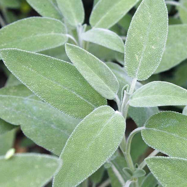 Sage Officinalis  - 10CM
