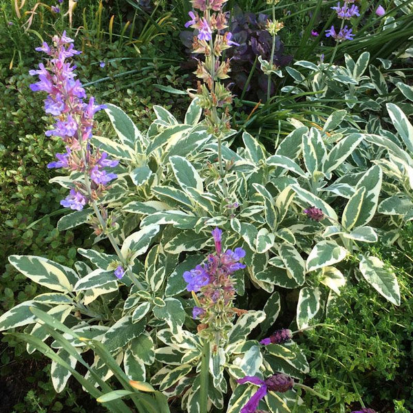 Sage Variegated - 10CM