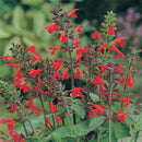 Salvia Blaze Of Fire Seed