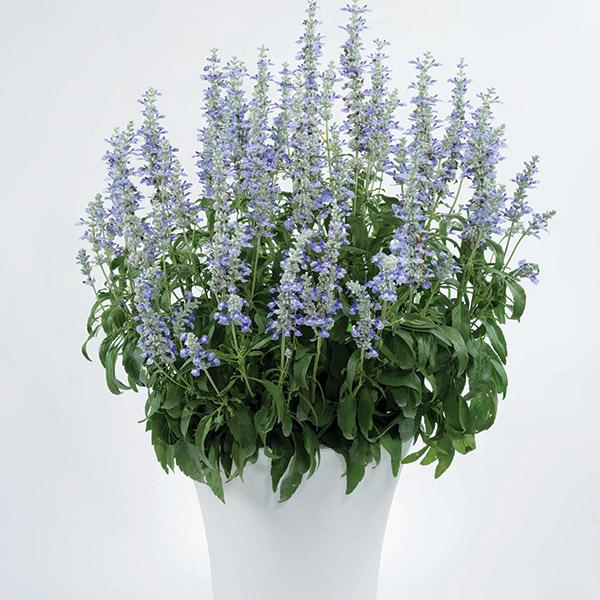 Salvia Sallyfun Sky Blue - 2.5L